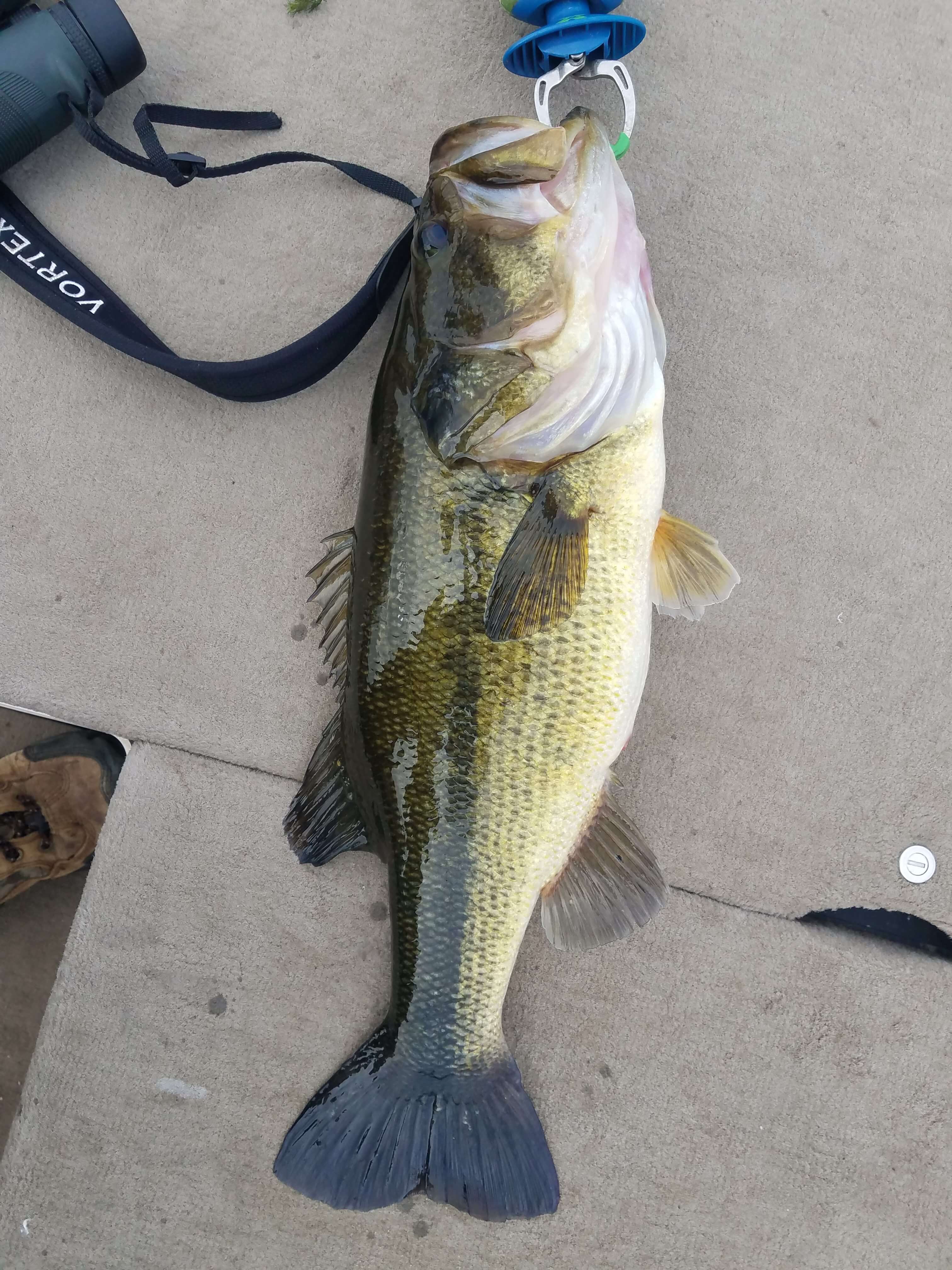 Fresh Catch