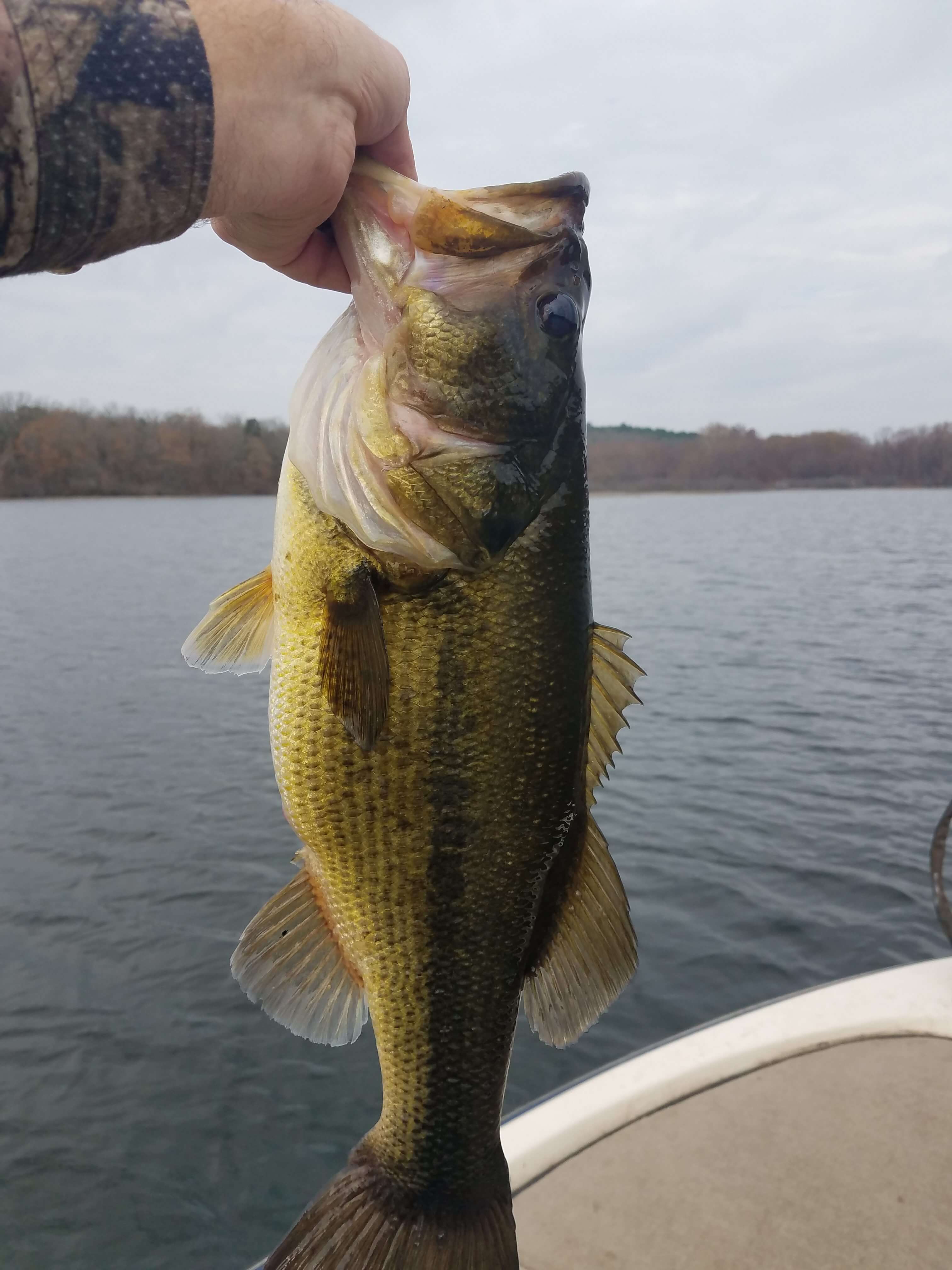 Fresh Catch