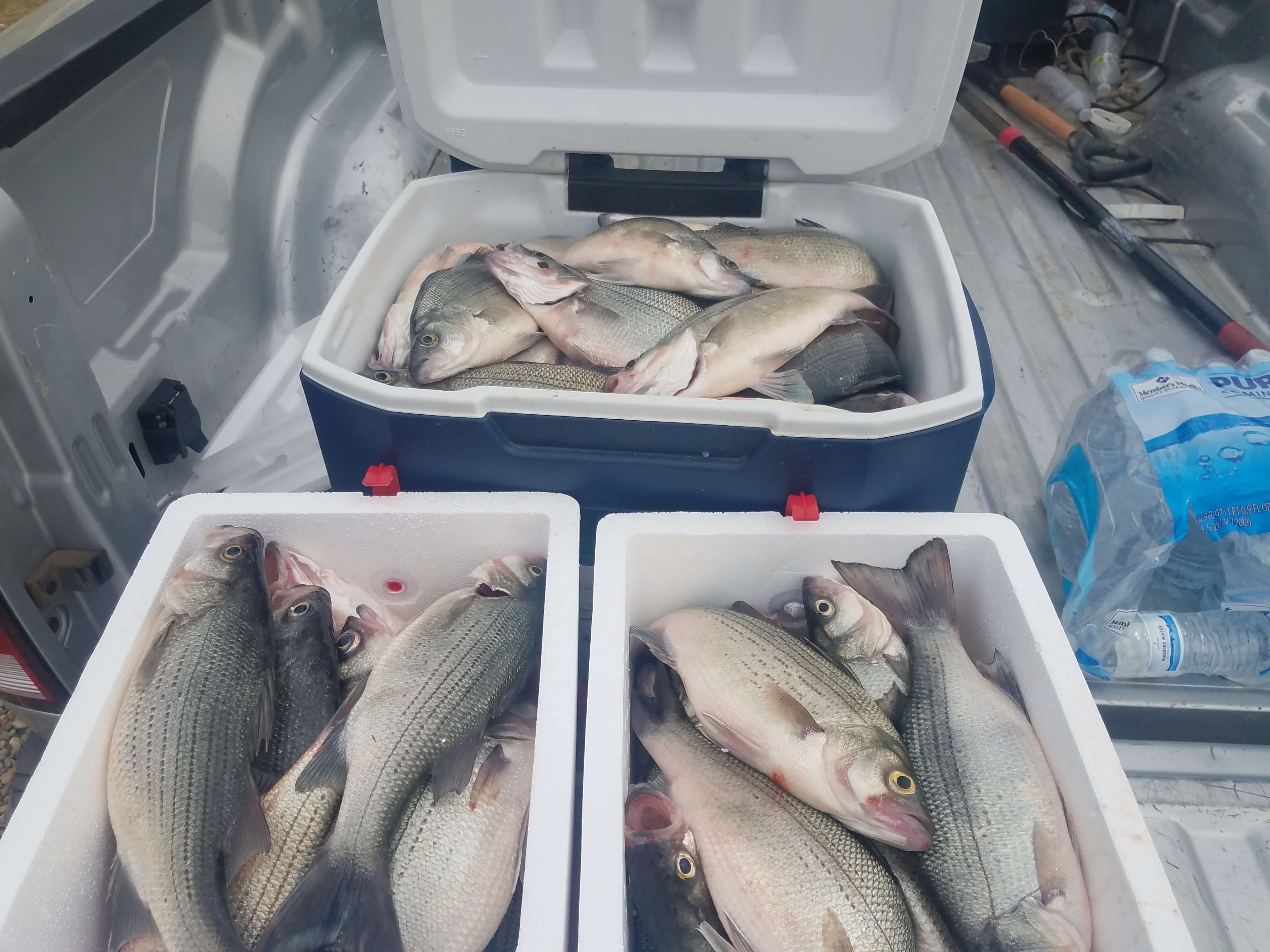 Fresh Catch