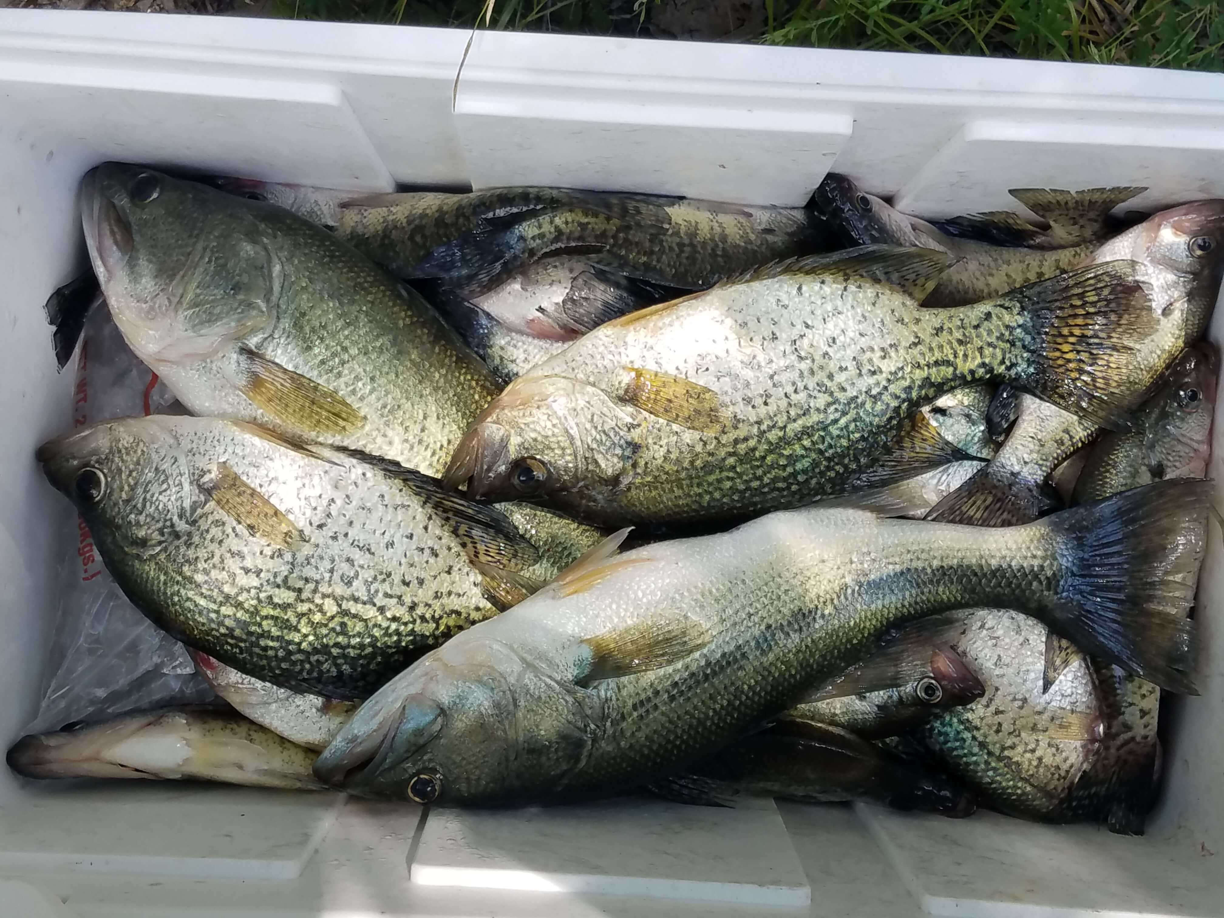 Fresh Catch