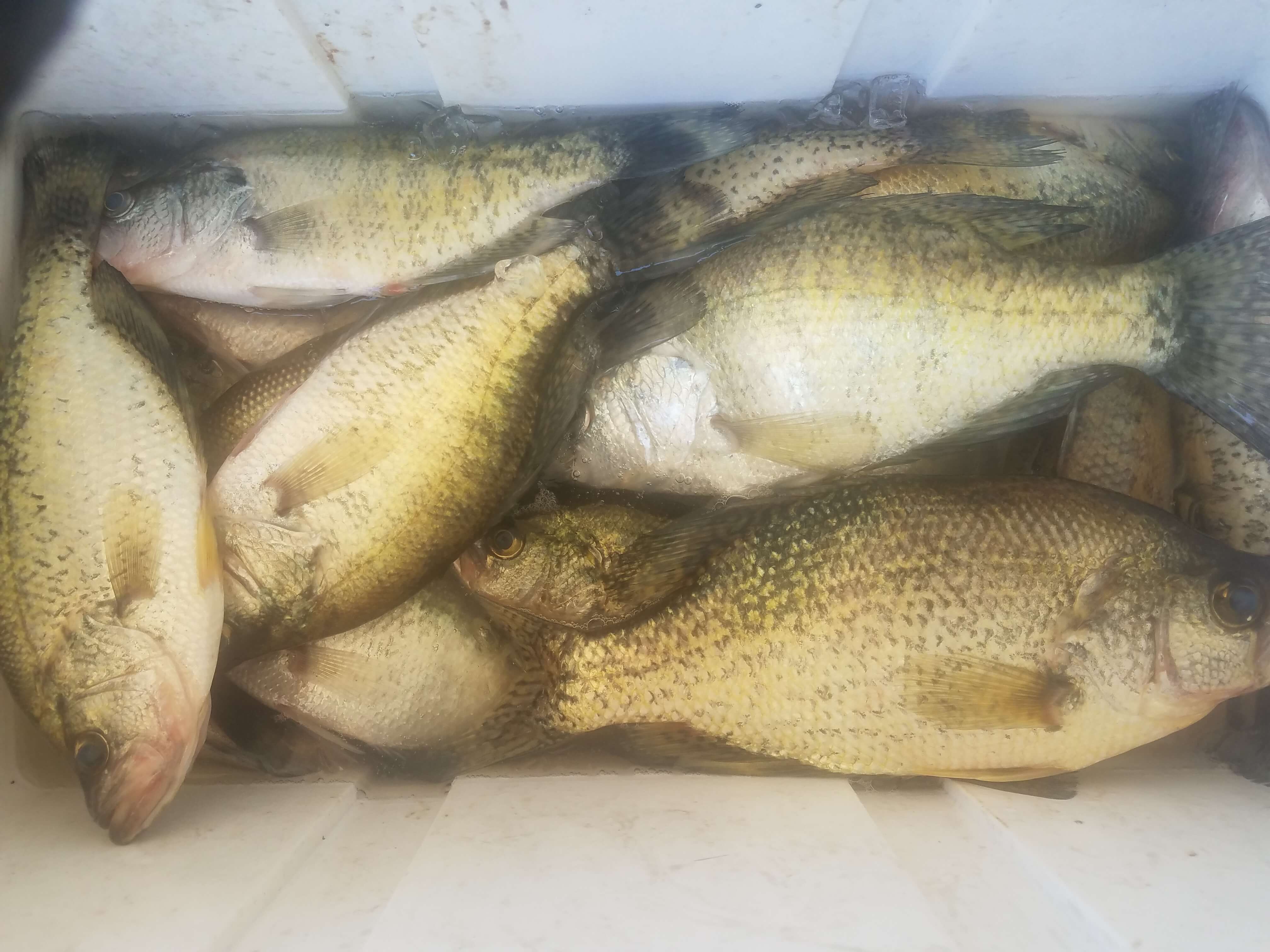 Fresh Catch
