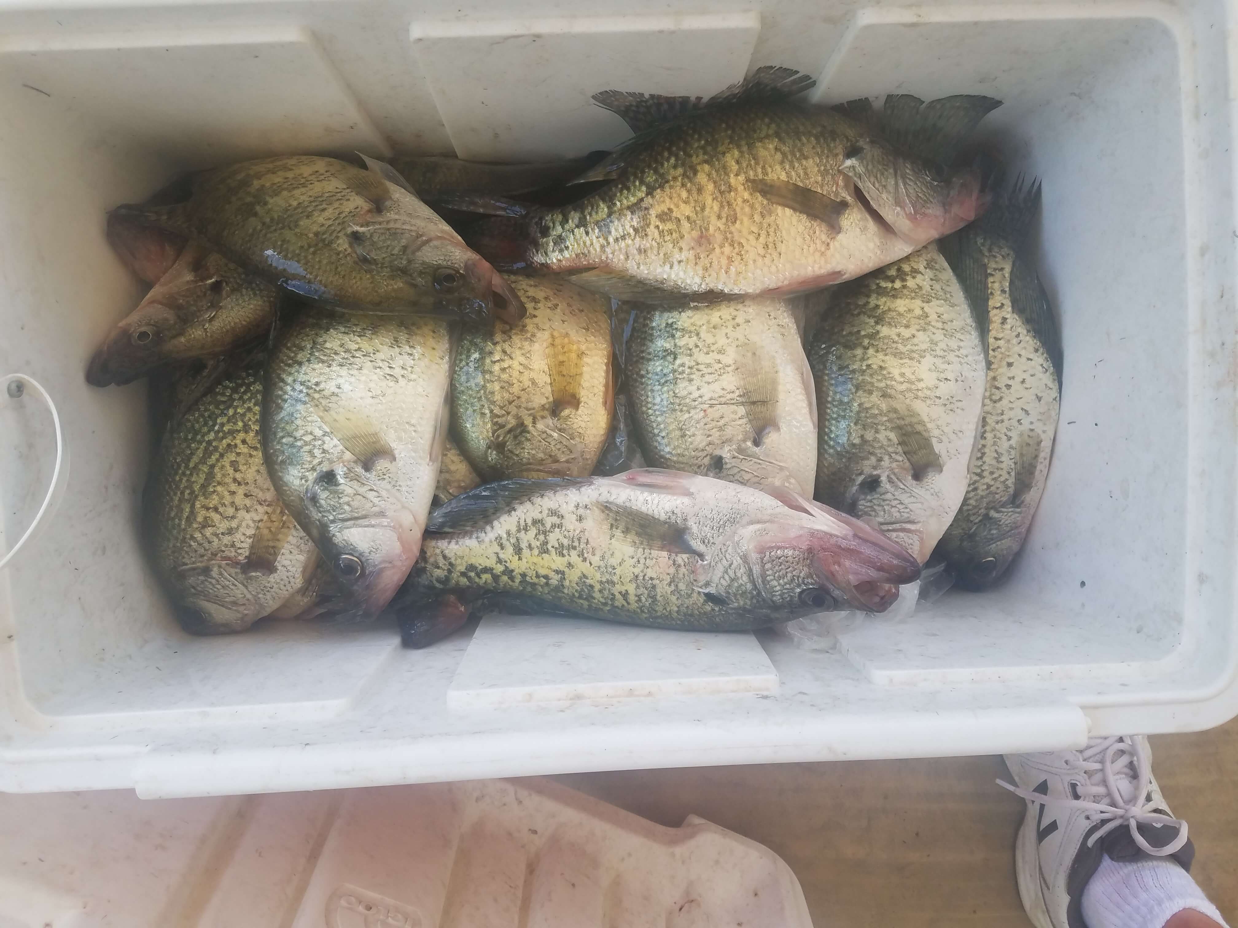 Fresh Catch