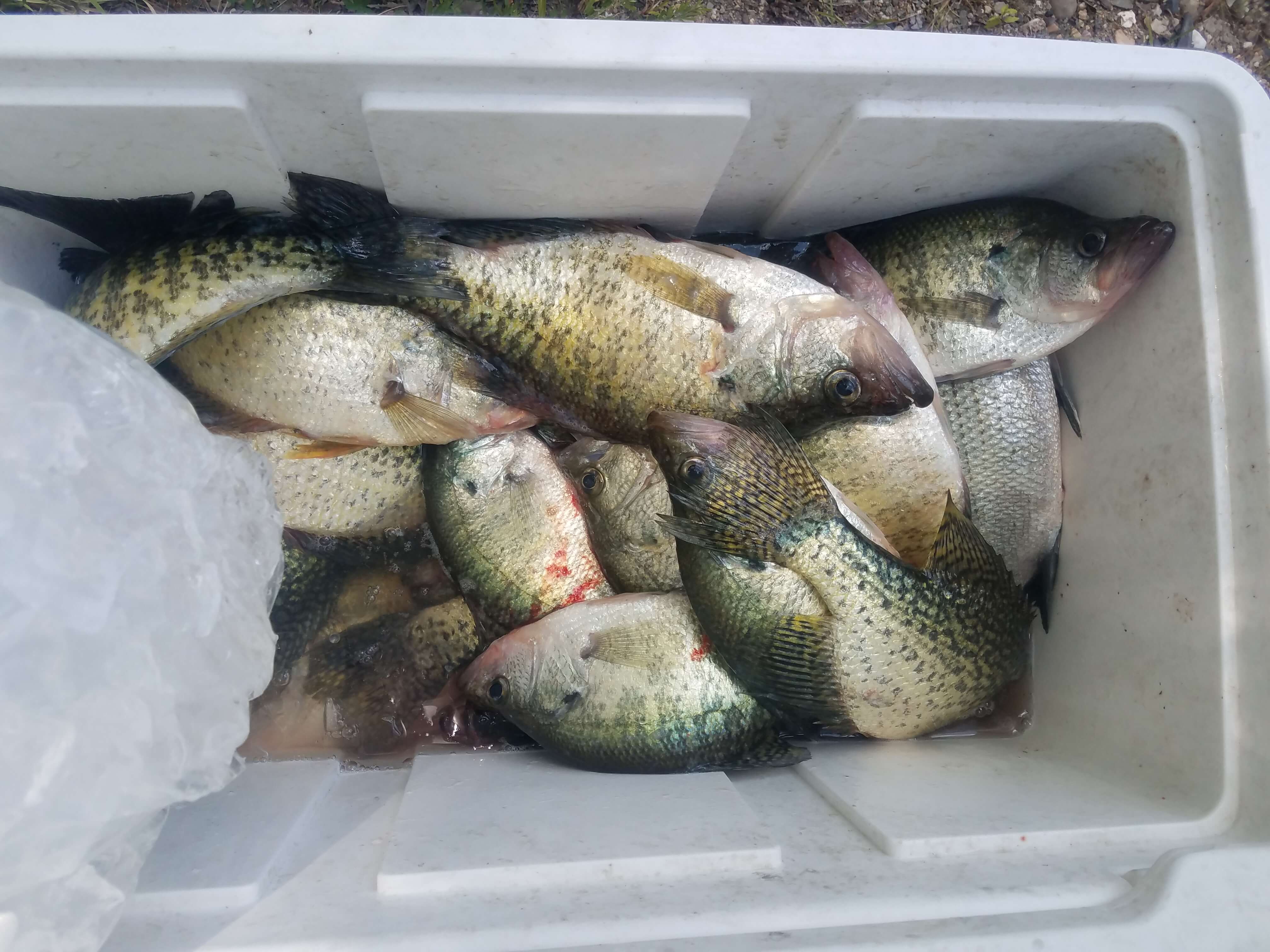 Fresh Catch