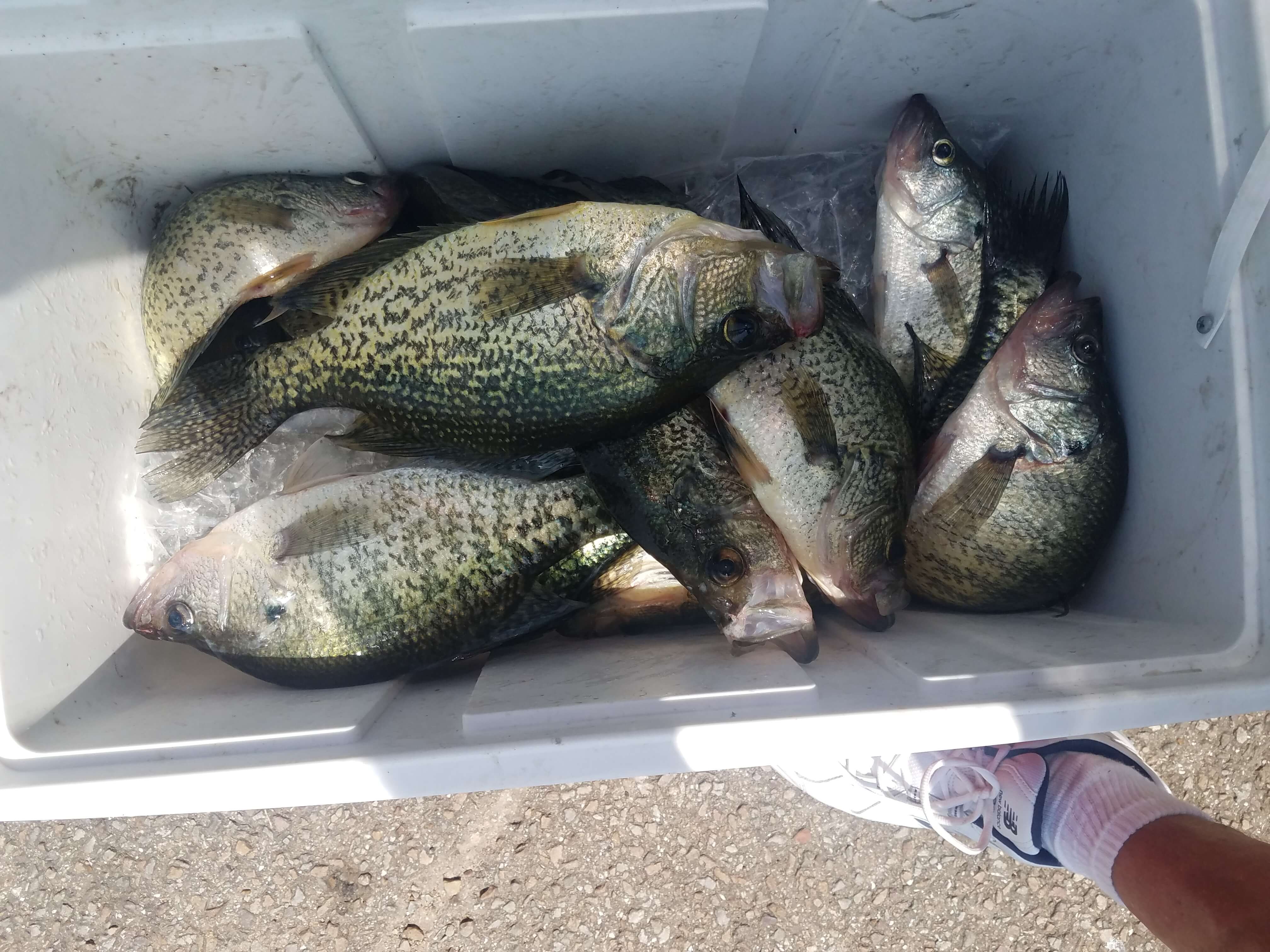 Fresh Catch