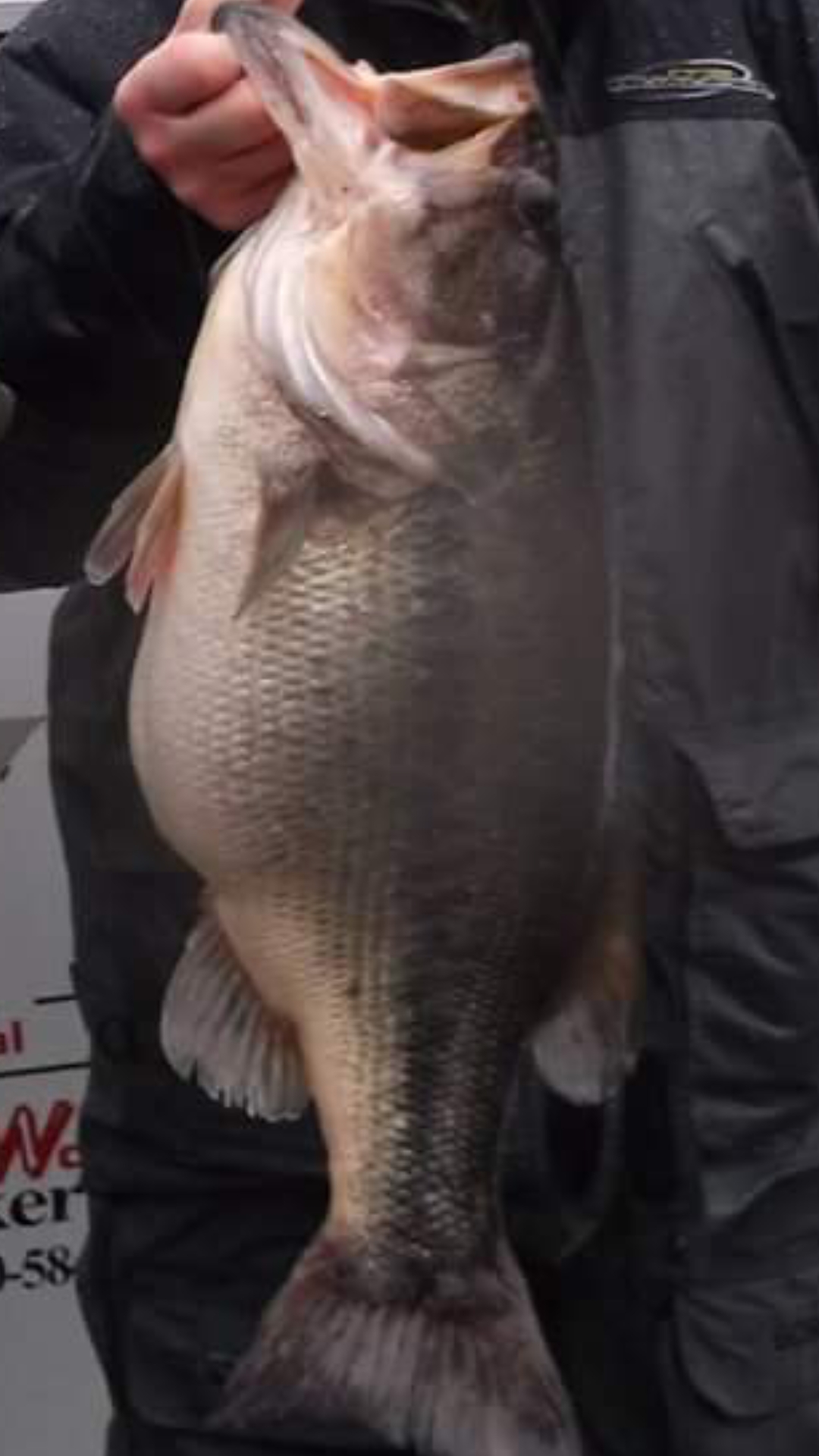 Fresh Catch