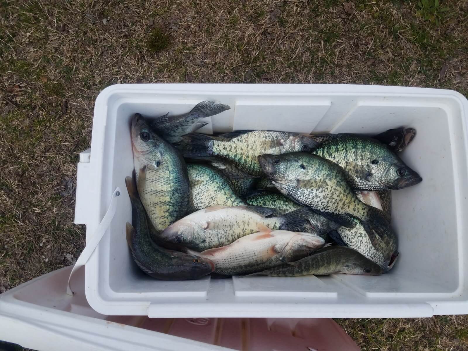 Fresh Catch