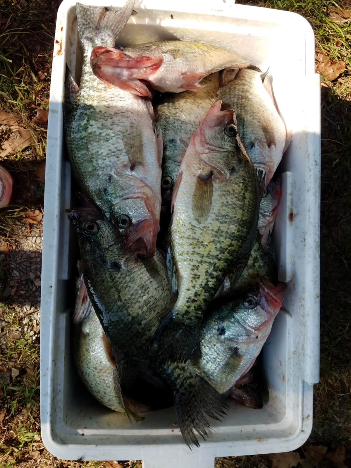 Fresh Catch