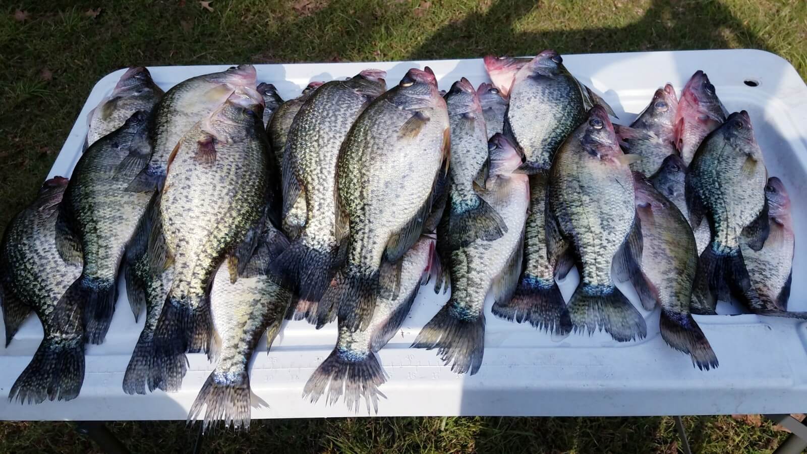 Fresh Catch