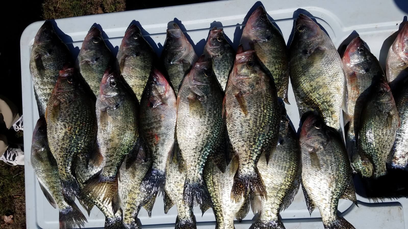 Fresh Catch
