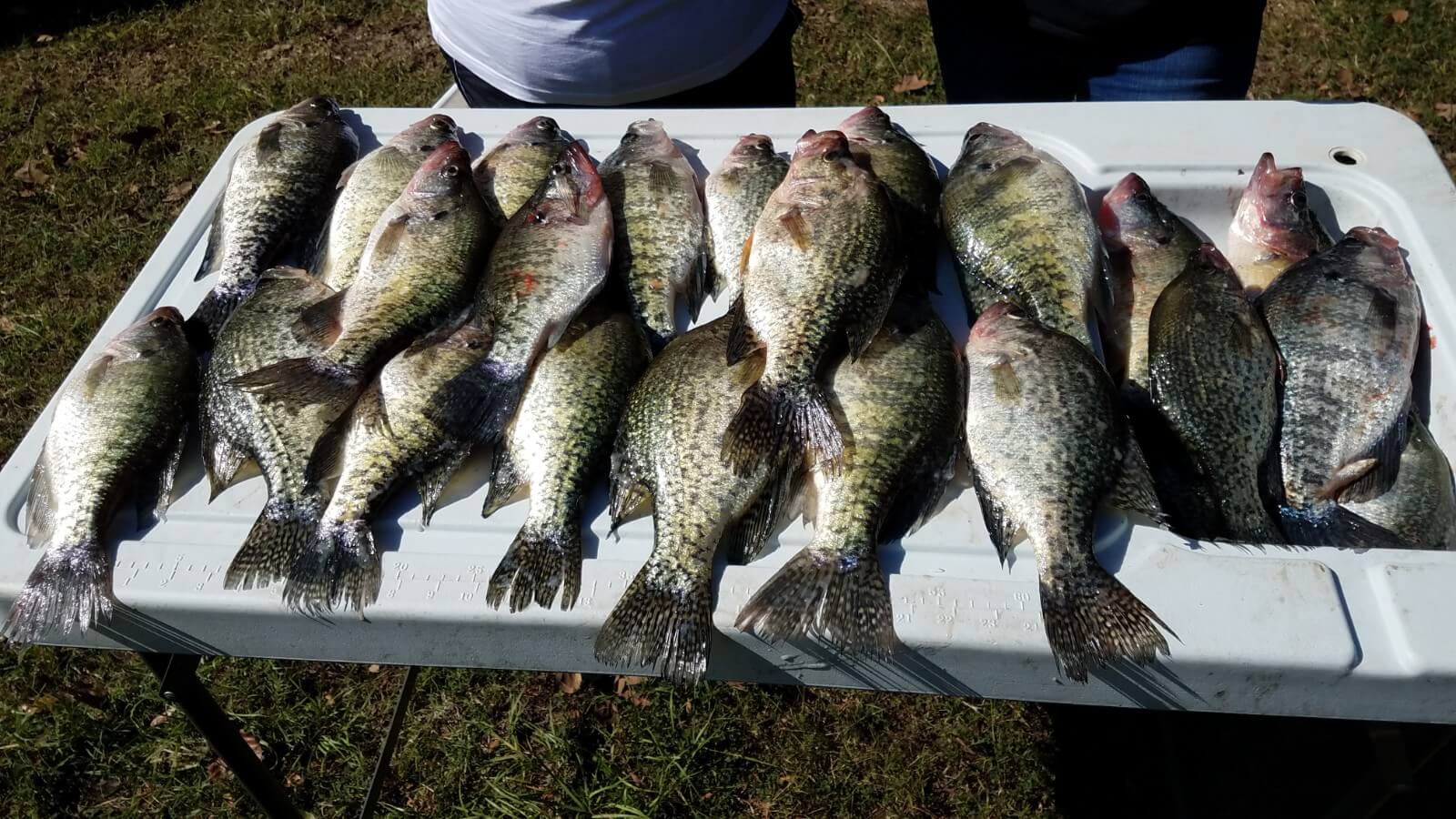Fresh Catch